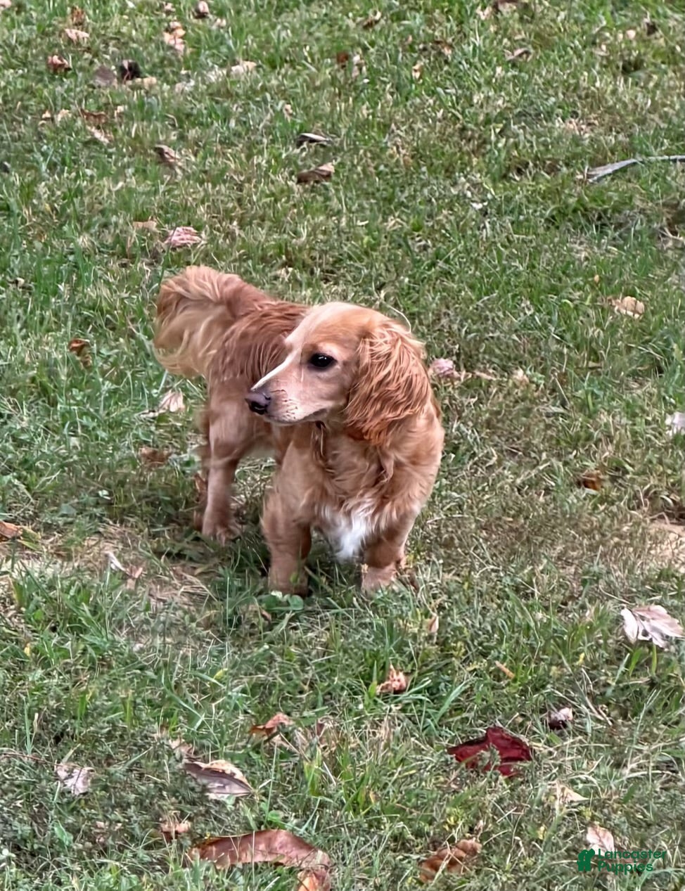 Monroe’s Hillcrest Cream Legacy ("Benny")