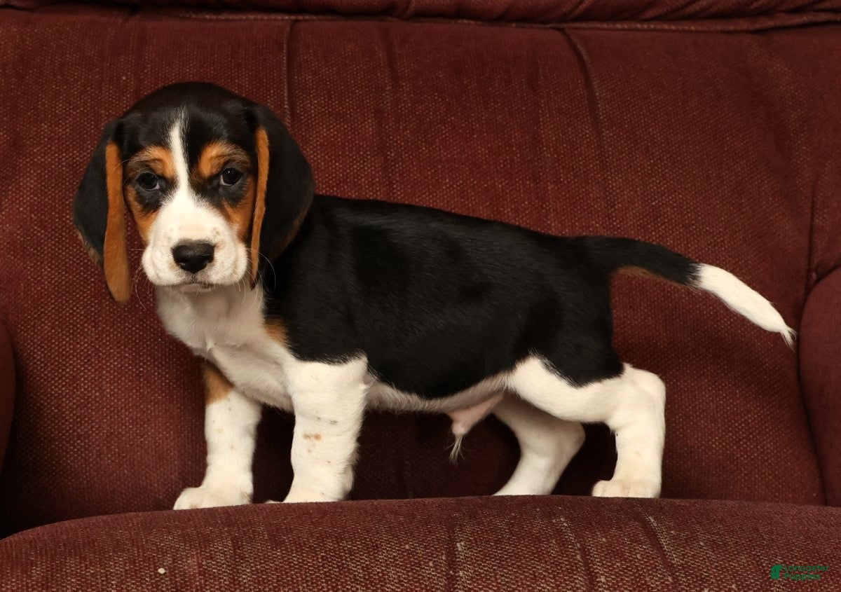 Beagle dogs Captain - Ad 1