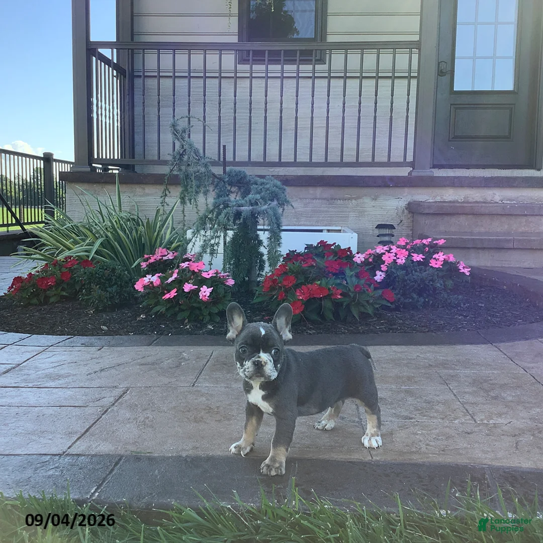 French Bulldog dogs for sale: Percy - Ad 5