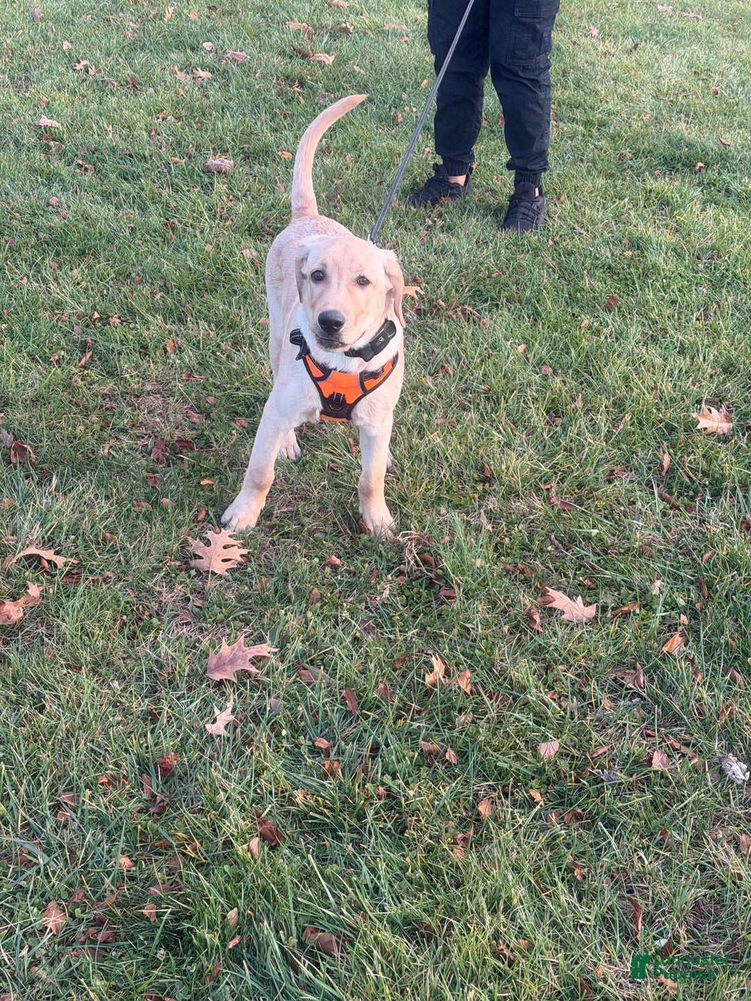 Labrador Retriever dogs for sale: Hercules  - Ad 3