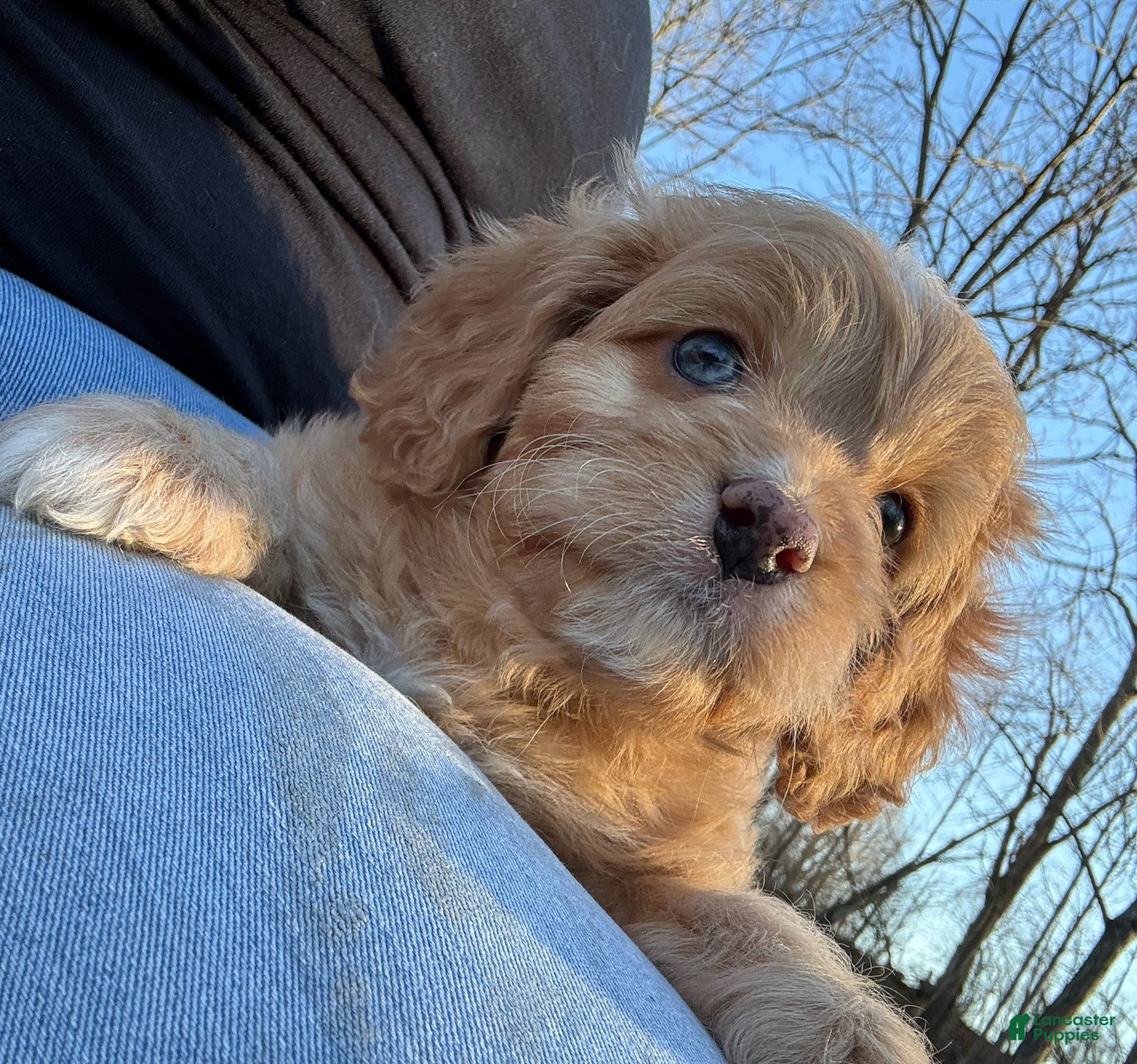 Cavapoo dogs Red - Ad 1
