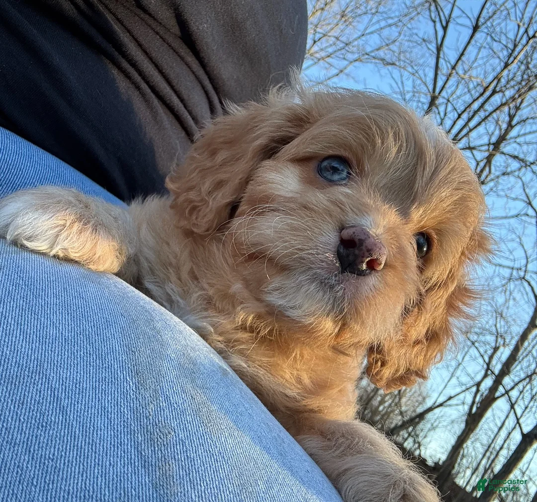 Cavapoo dogs for sale: Red - Ad 1