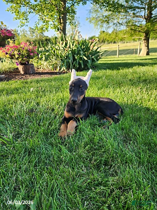 Doberman Pinscher dogs Roxie - Ad 1