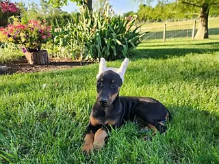 Doberman Pinscher dogs for sale: Roxie - Ad 2
