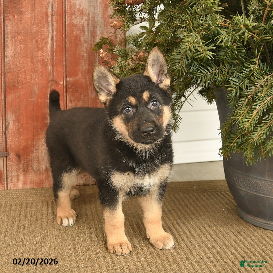German Shepherd dogs Brie  - Ad 2