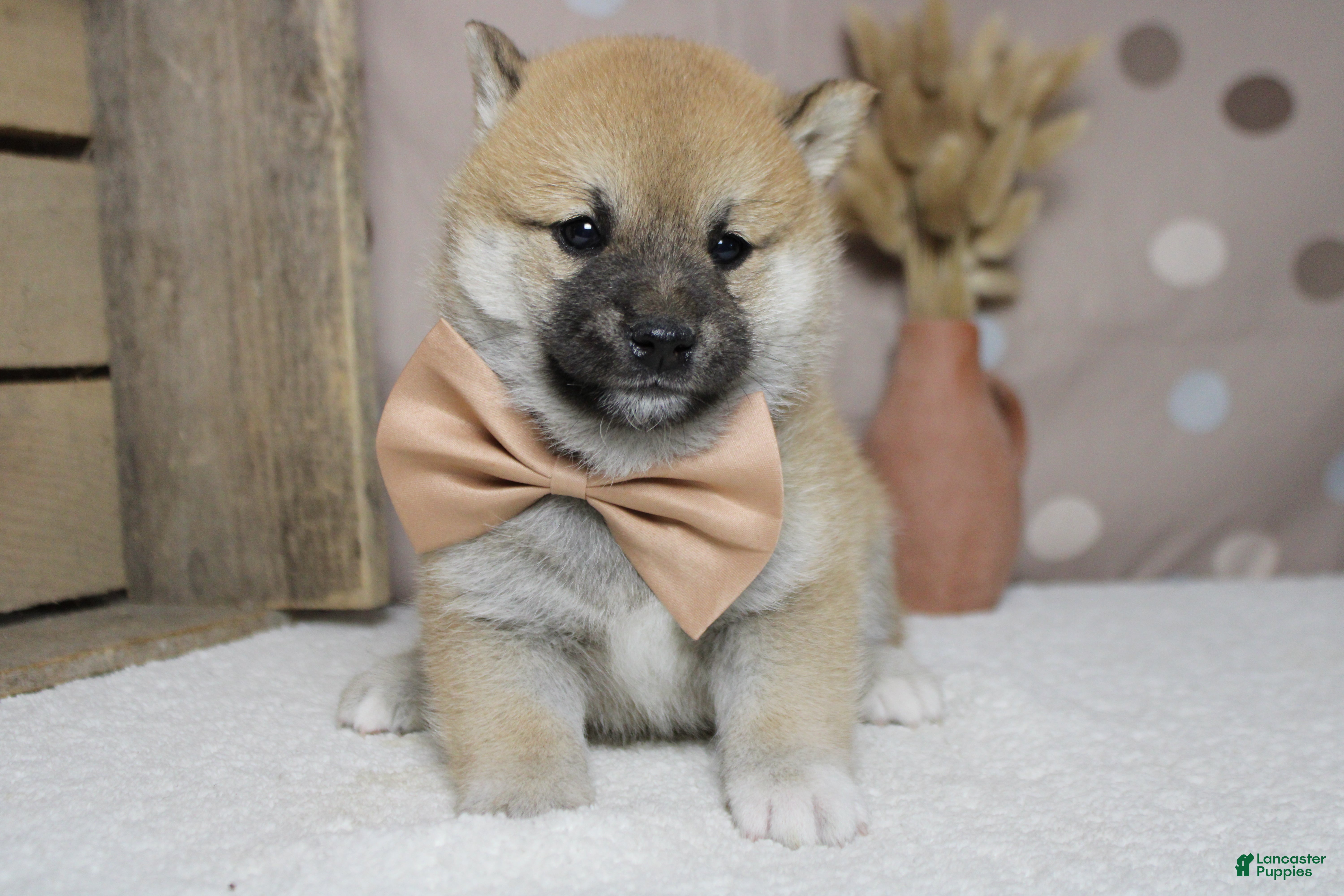 Shiba Inu dogs Ringo  - Ad 9