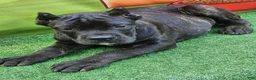 Cane Corso dogs for sale: ELLA - Ad 25