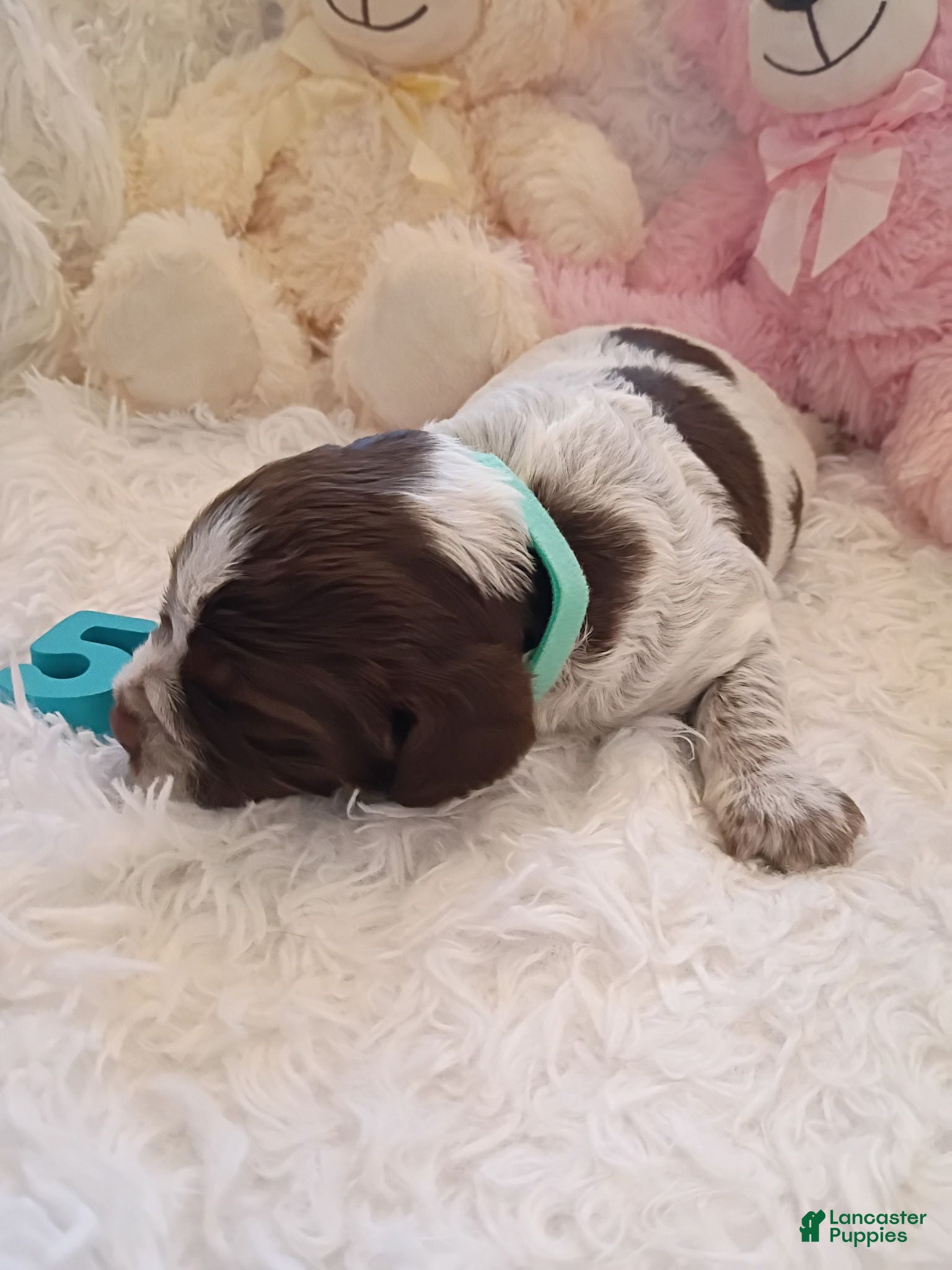 Brittany Spaniel dogs Brittany Spaniel 5 - Ad 2