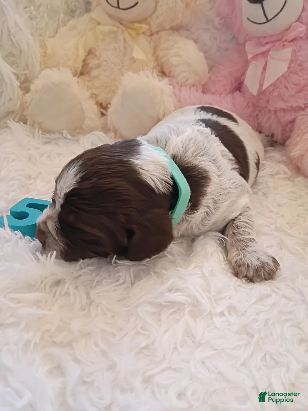 Brittany Spaniel dogs for sale: Brittany Spaniel 5 - Ad 2