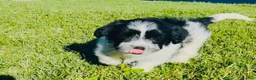 Mixed Breed dogs for sale: 🐶Teddy Bear Green💚 - Ad 6