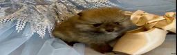 Pomeranian dogs for sale: Tiramisu - Ad 4