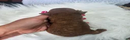 Cavapoo dogs for sale: Sammy - Ad 4