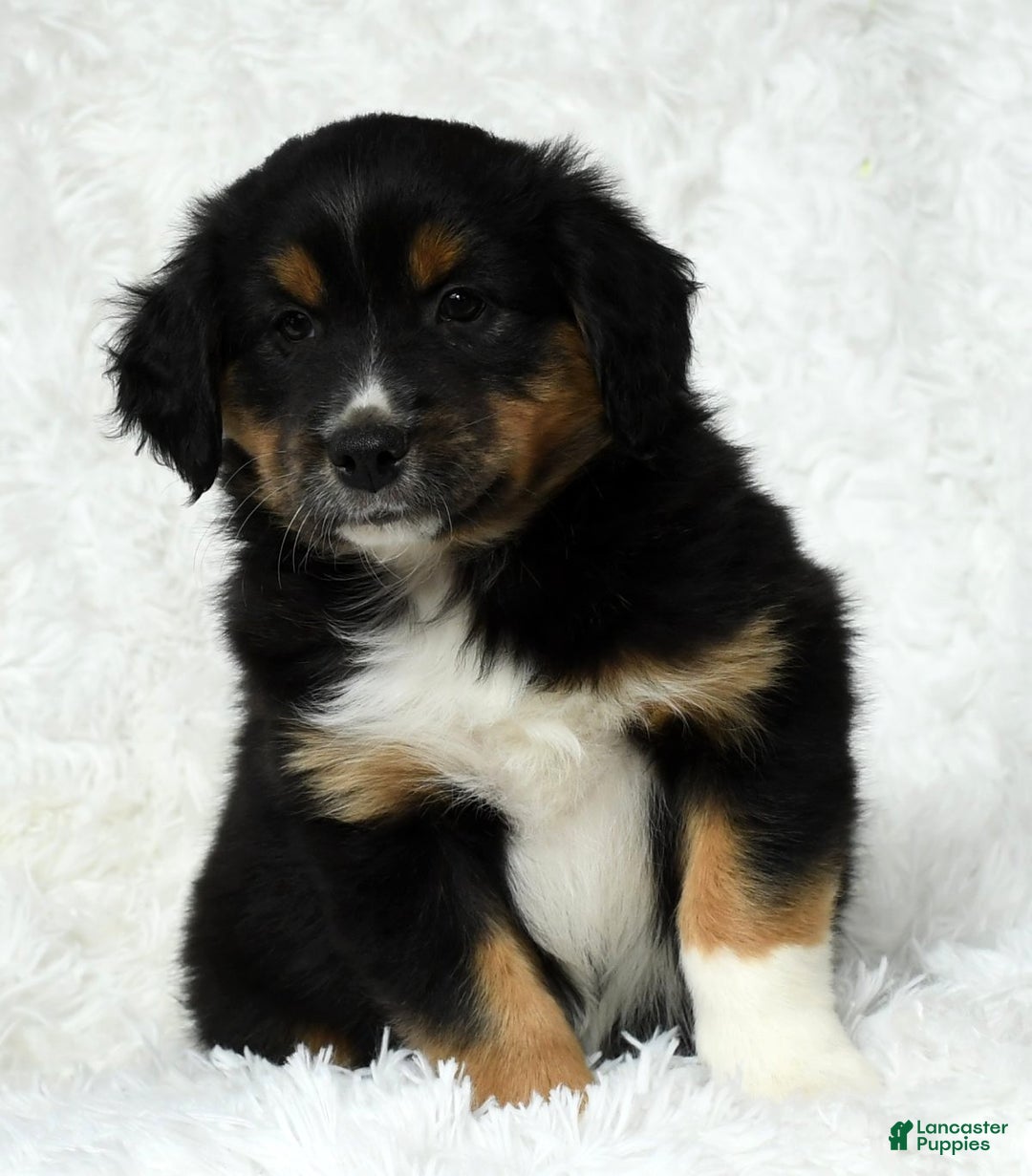 Australian Shepherd dogs for sale: Hank - Ad 2