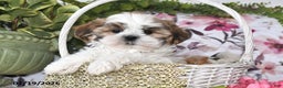 Shih Tzu dogs for sale: Leo - Ad 1