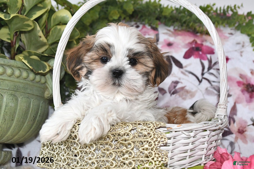 Shih Tzu dogs for sale: Leo - Ad 1
