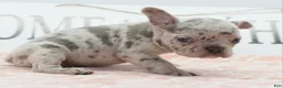 Mixed Breed dogs for sale: Bria merle - Ad 6