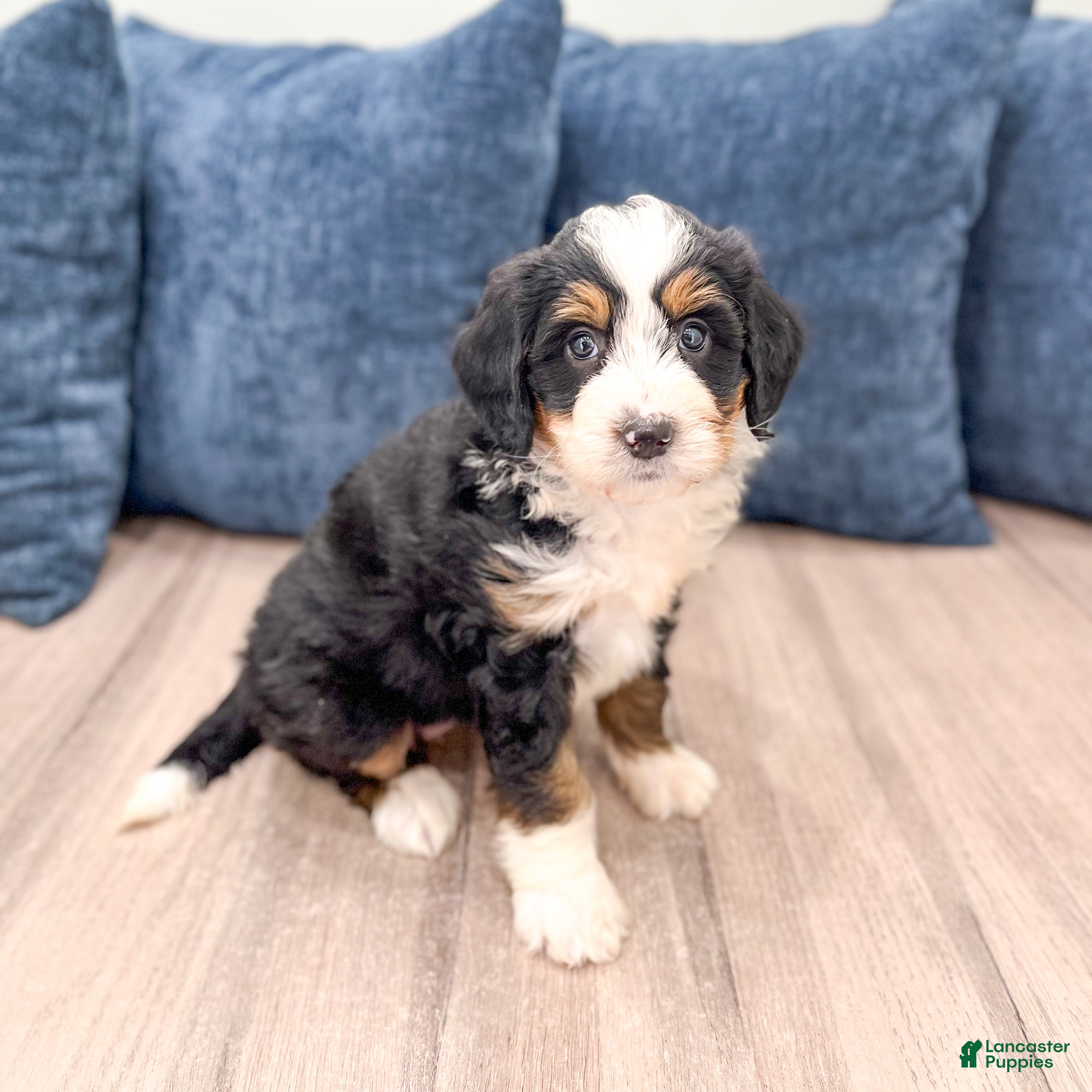 Mini Bernedoodle dogs for sale: Barbie - Ad 7