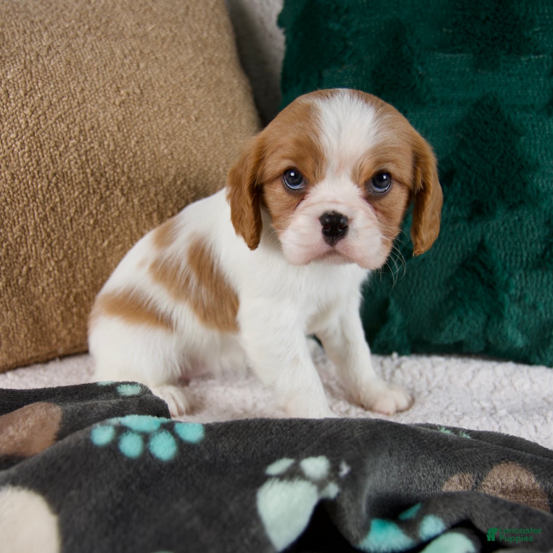 Cavalier King Charles Spaniel dogs for sale: Amelia - Ad 5