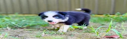 Border Collie dogs for sale: Indigo - Ad 5