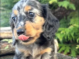 Miniature Dachshund dogs for sale: Saint - Ad 1