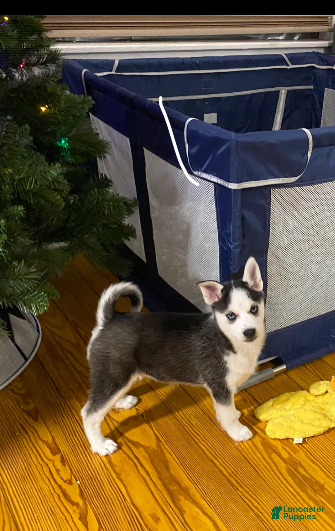 Pomsky dogs for sale: Bree  - Ad 4