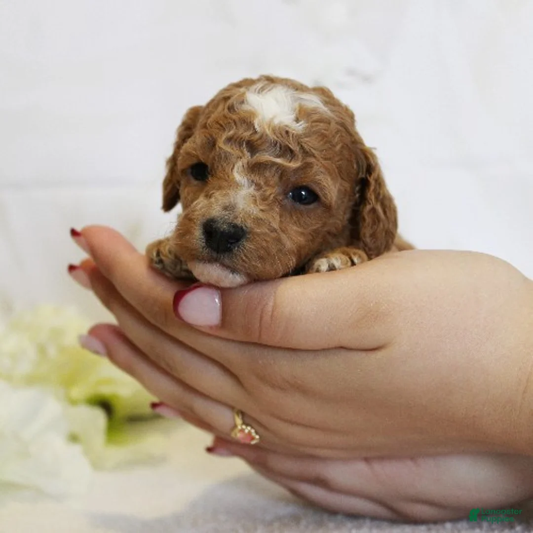 Toy Poodle dogs for sale: Penelope - Ad 1