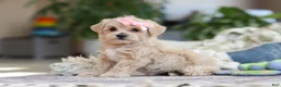 Maltipoo dogs for sale: Daisy - Ad 3