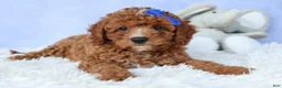Cavapoo dogs for sale: TOBY - Ad 15