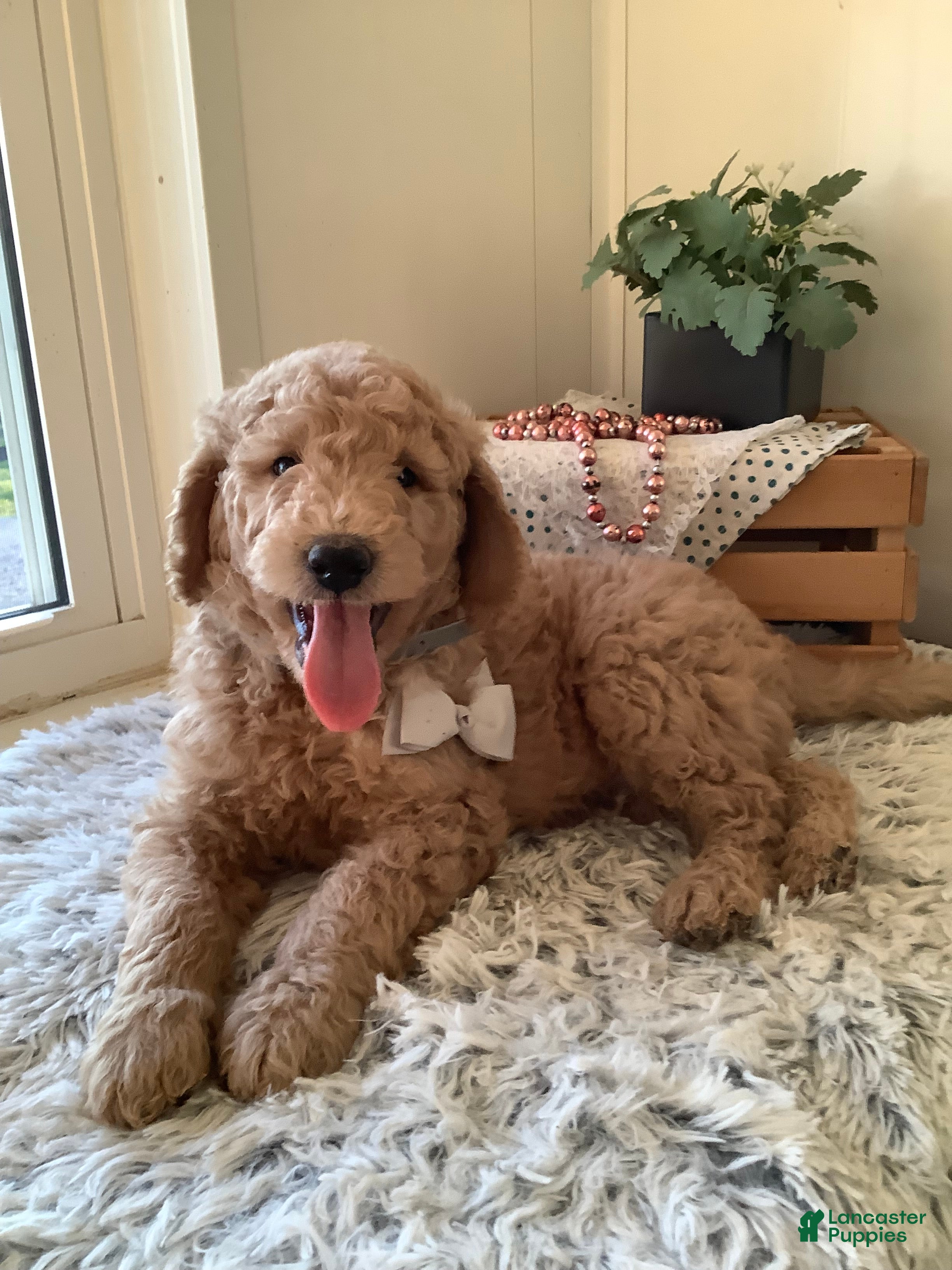 Goldendoodle dogs Goldendoodle Puppy 2 - Ad 1