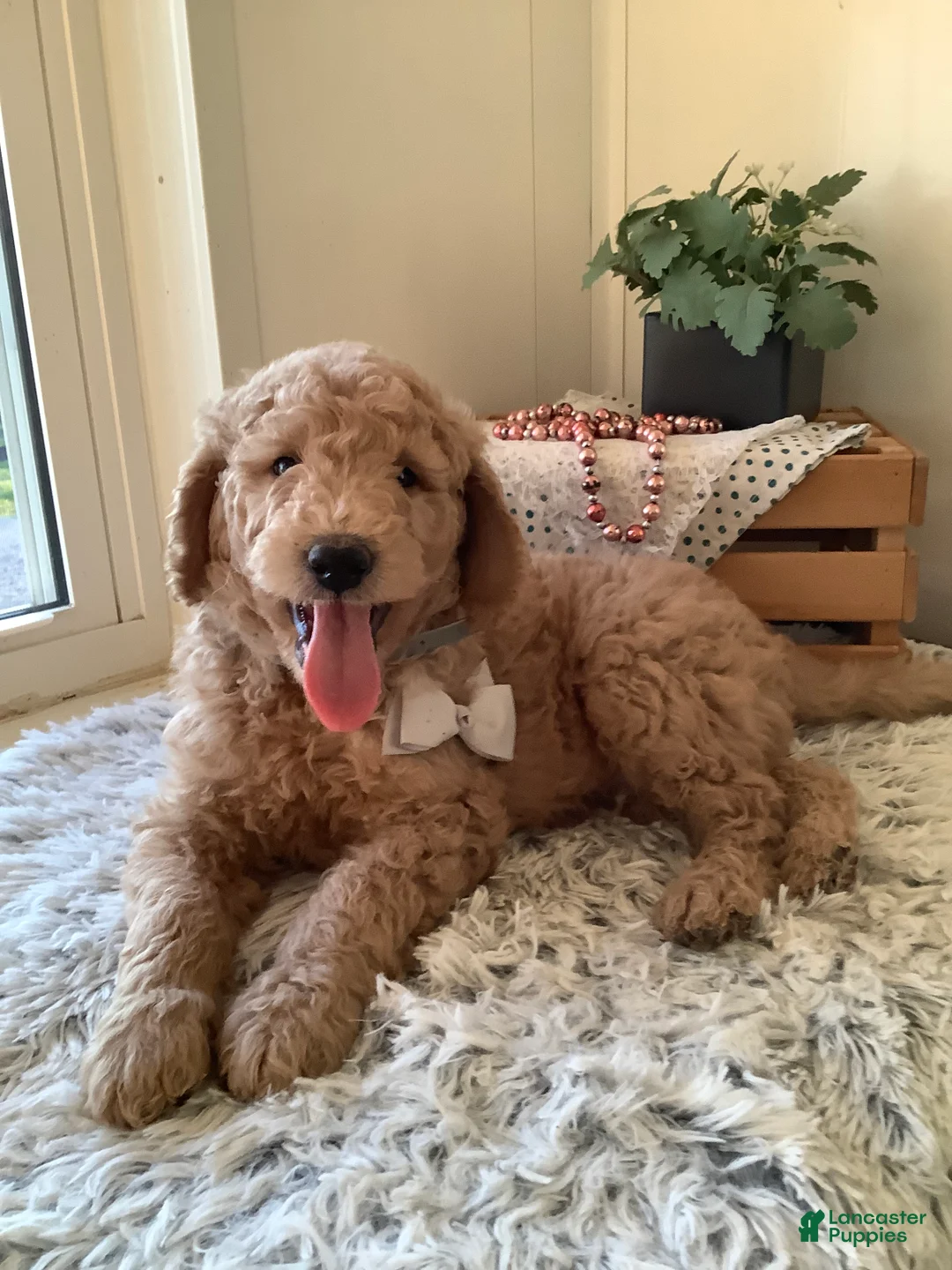Goldendoodle dogs for sale: Goldendoodle Puppy 2 - Ad 1
