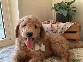 Goldendoodle dogs for sale: Goldendoodle Puppy 2 - Ad 1