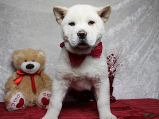 Akita dogs Jack - Ad 2