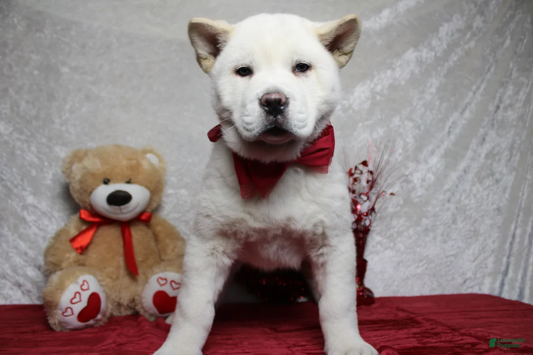 Akita dogs for sale: Jack  - Ad 1