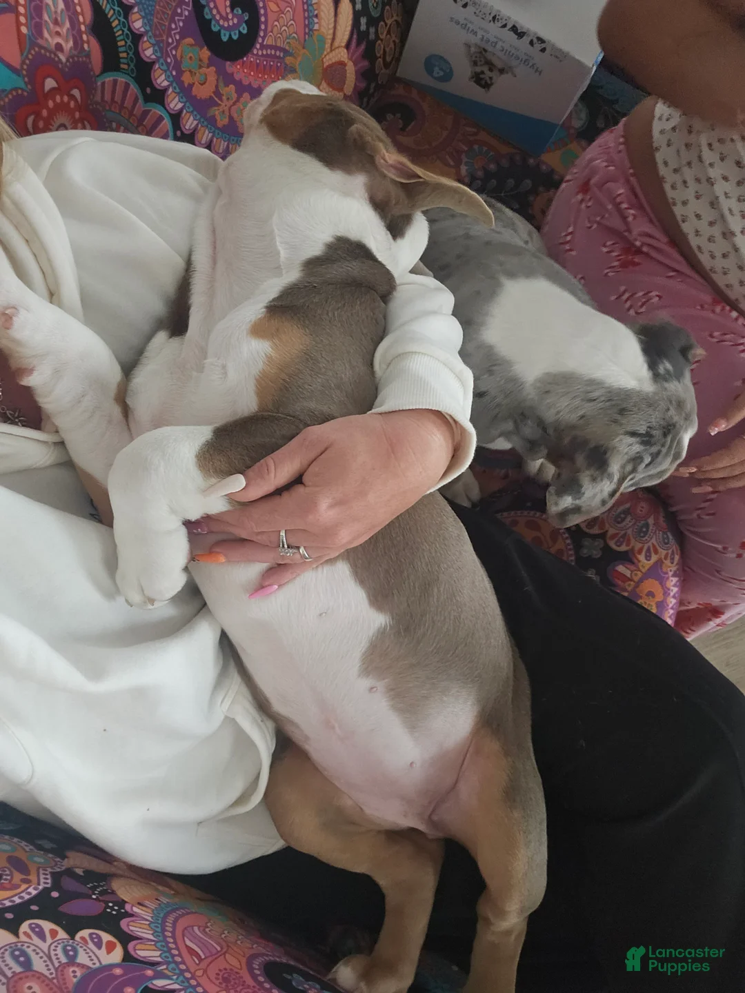 Olde English Bulldogge dogs for sale: Dudley Bulldogges Hera - Ad 2