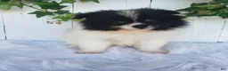 Pomeranian dogs for sale: Mia  - Ad 3