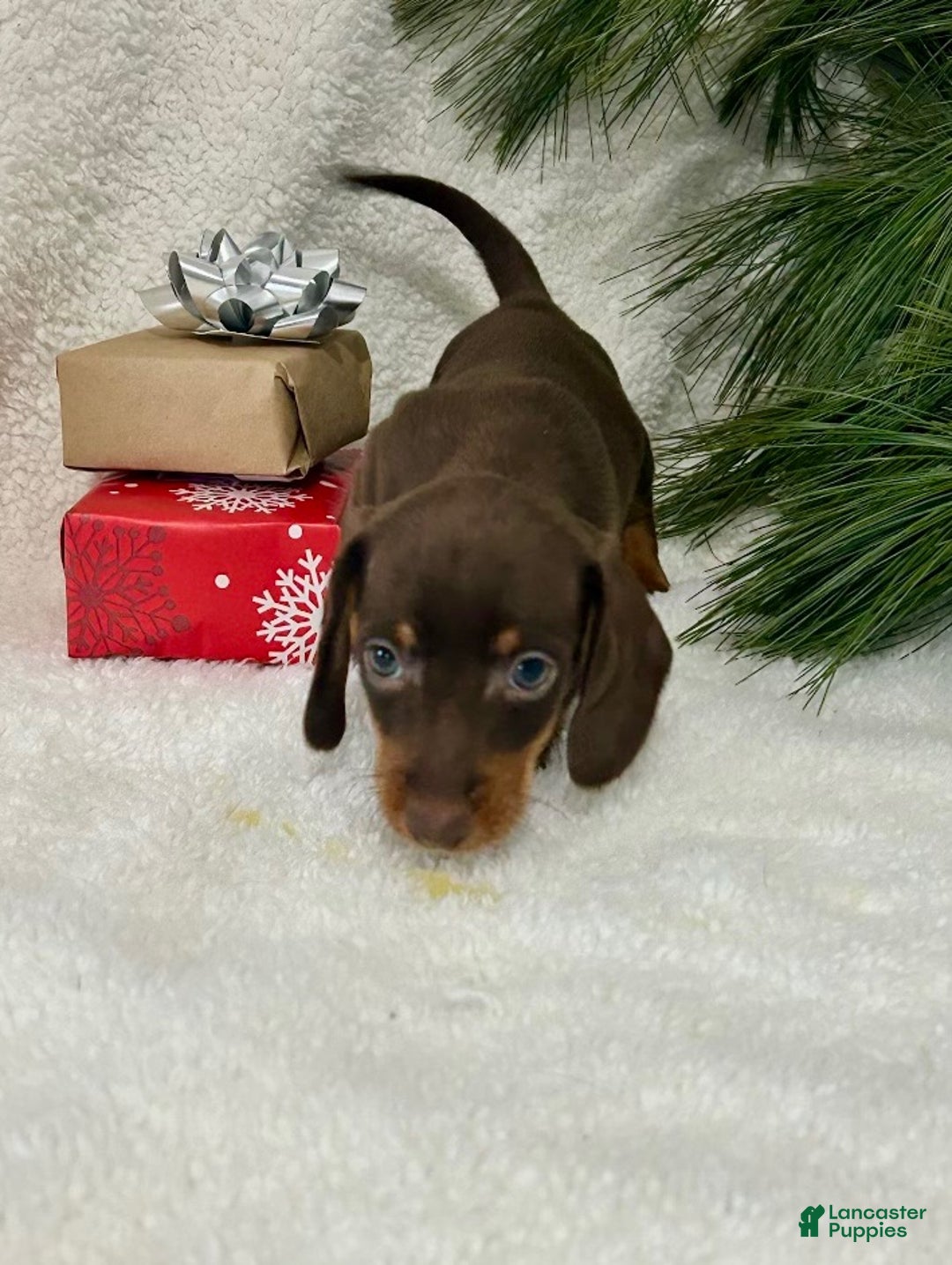 Miniature Dachshund dogs for sale: Buckeye - Ad 3