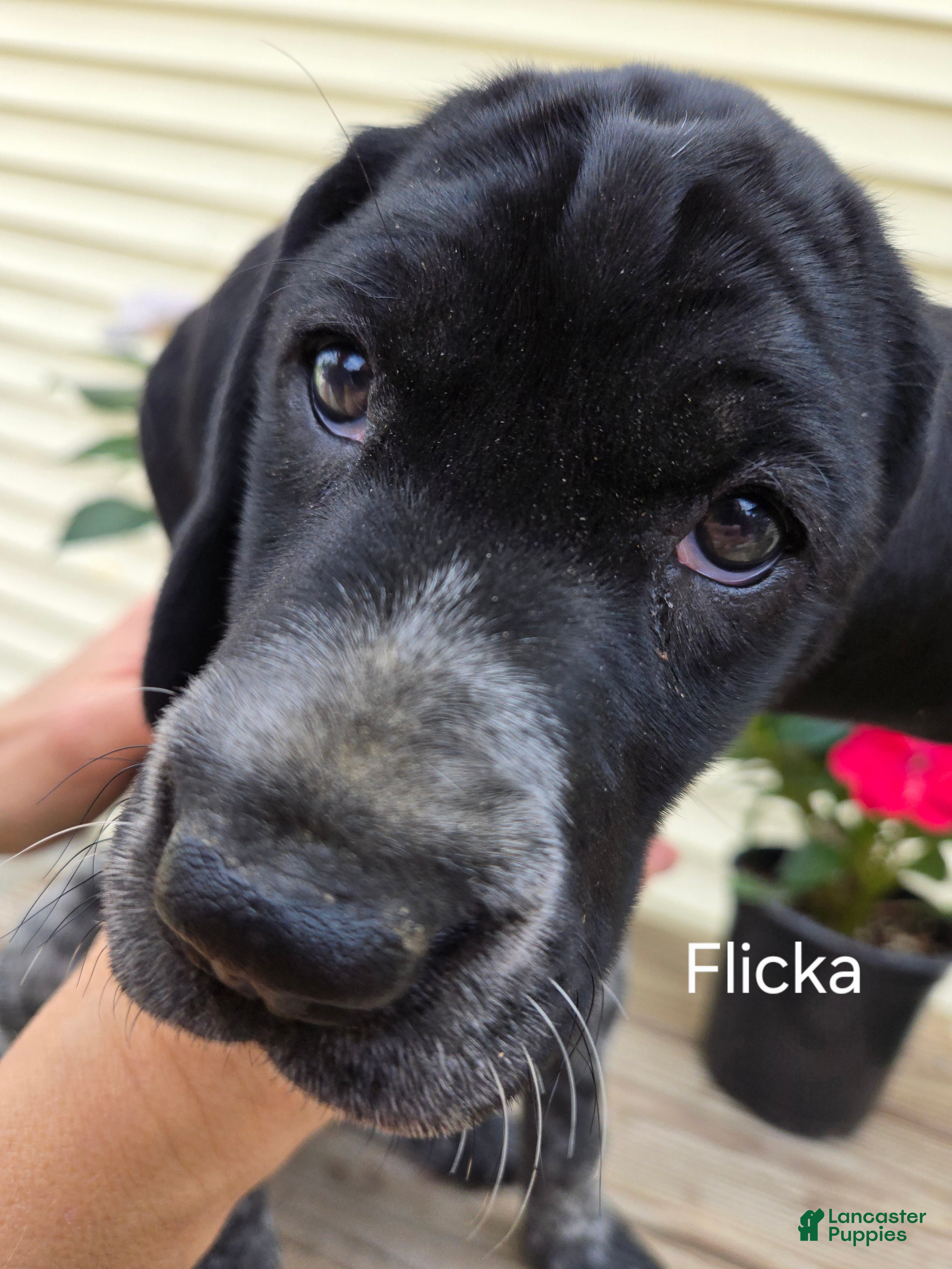 German Shorthaired Pointer dogs Flicka  - Ad 1