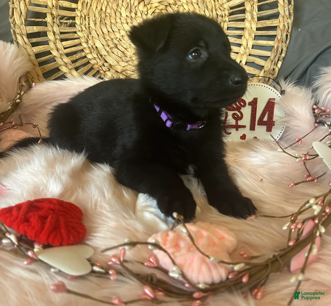 German Shepherd dogs for sale: Violet  - Ad 10