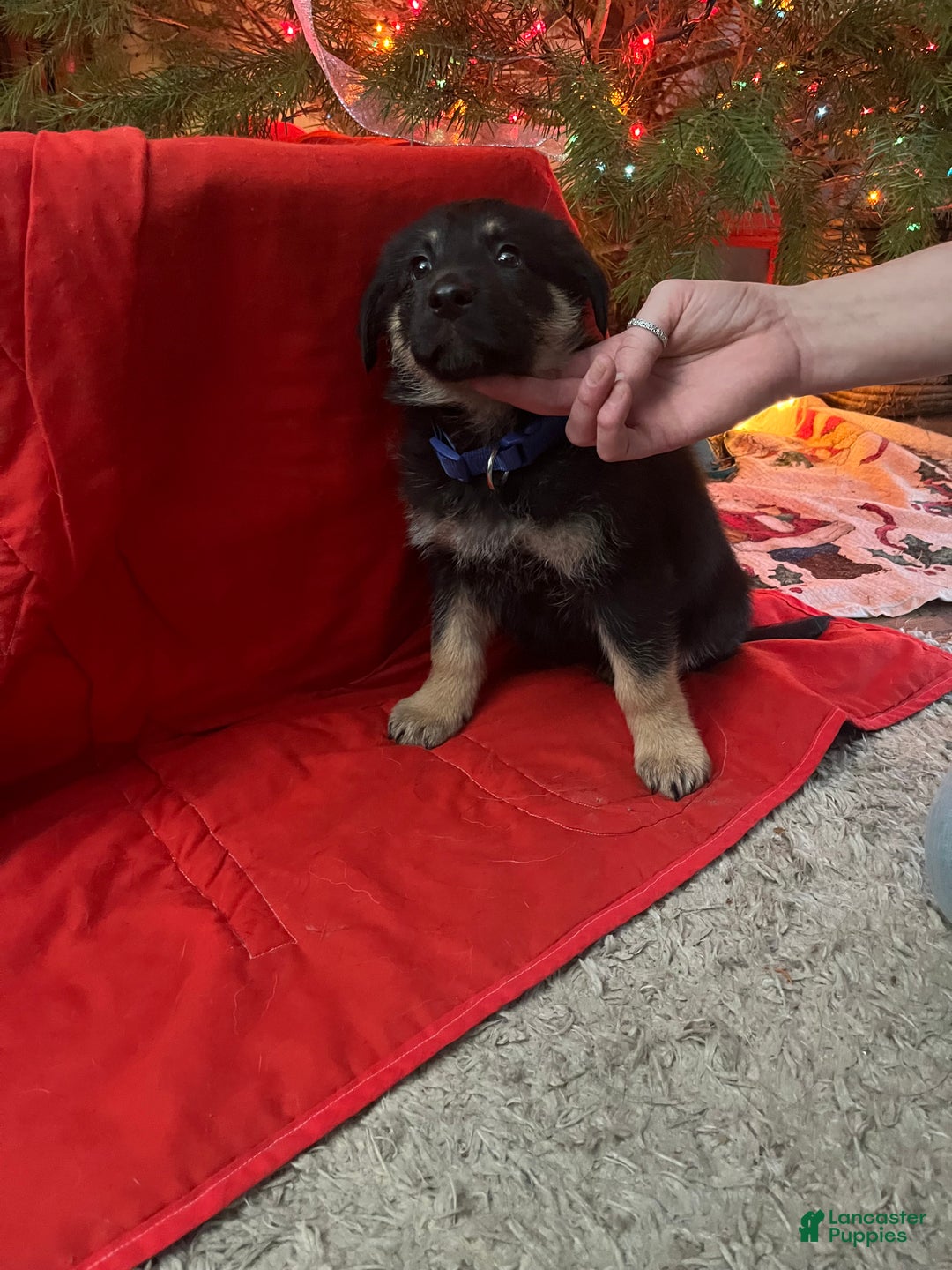 Mixed Breed dogs for sale: Mixed Breed Puppy 1 - Ad 1