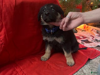 Mixed Breed dogs for sale: Mixed Breed Puppy 1 - Ad 1