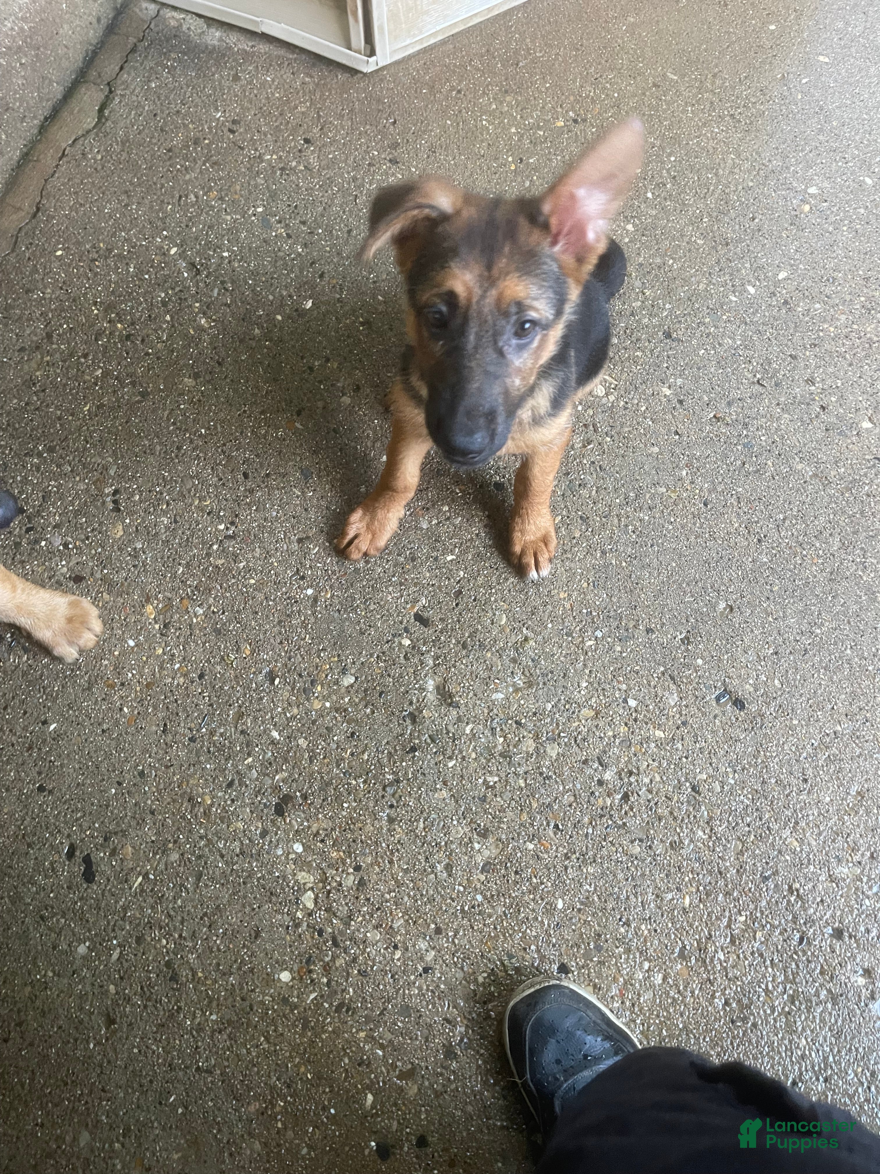 German Shepherd dogs Tiny girl - Ad 21