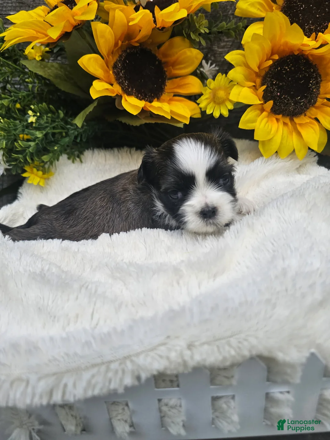 Shih Tzu dogs for sale: Cody - Ad 4