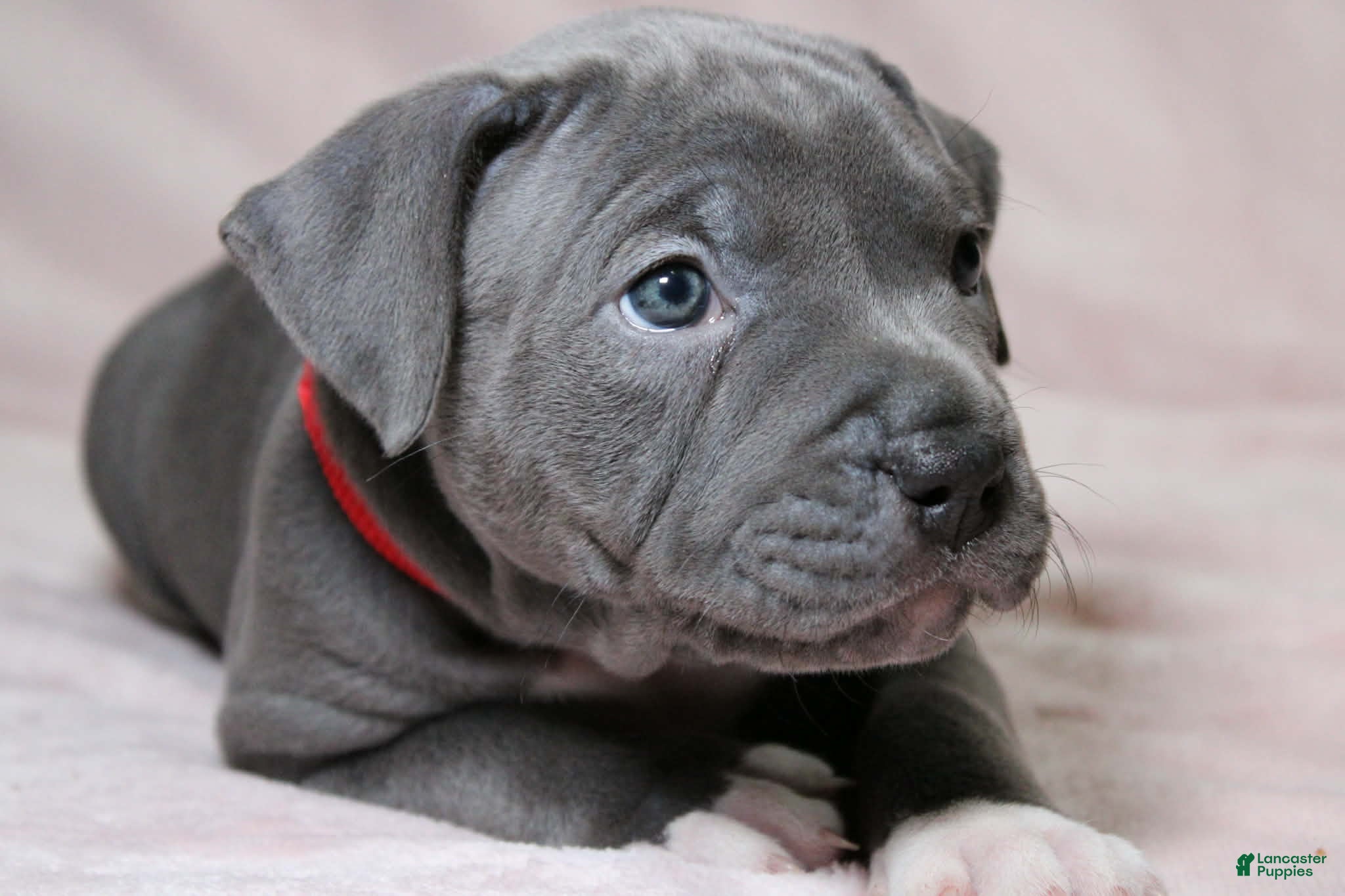 American Bully dogs Skarlet - Ad 1