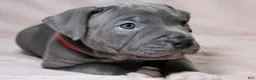 American Bully dogs for sale: Skarlet - Ad 1