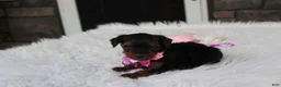 Yorkiepoo dogs for sale: Evelyn  - Ad 9