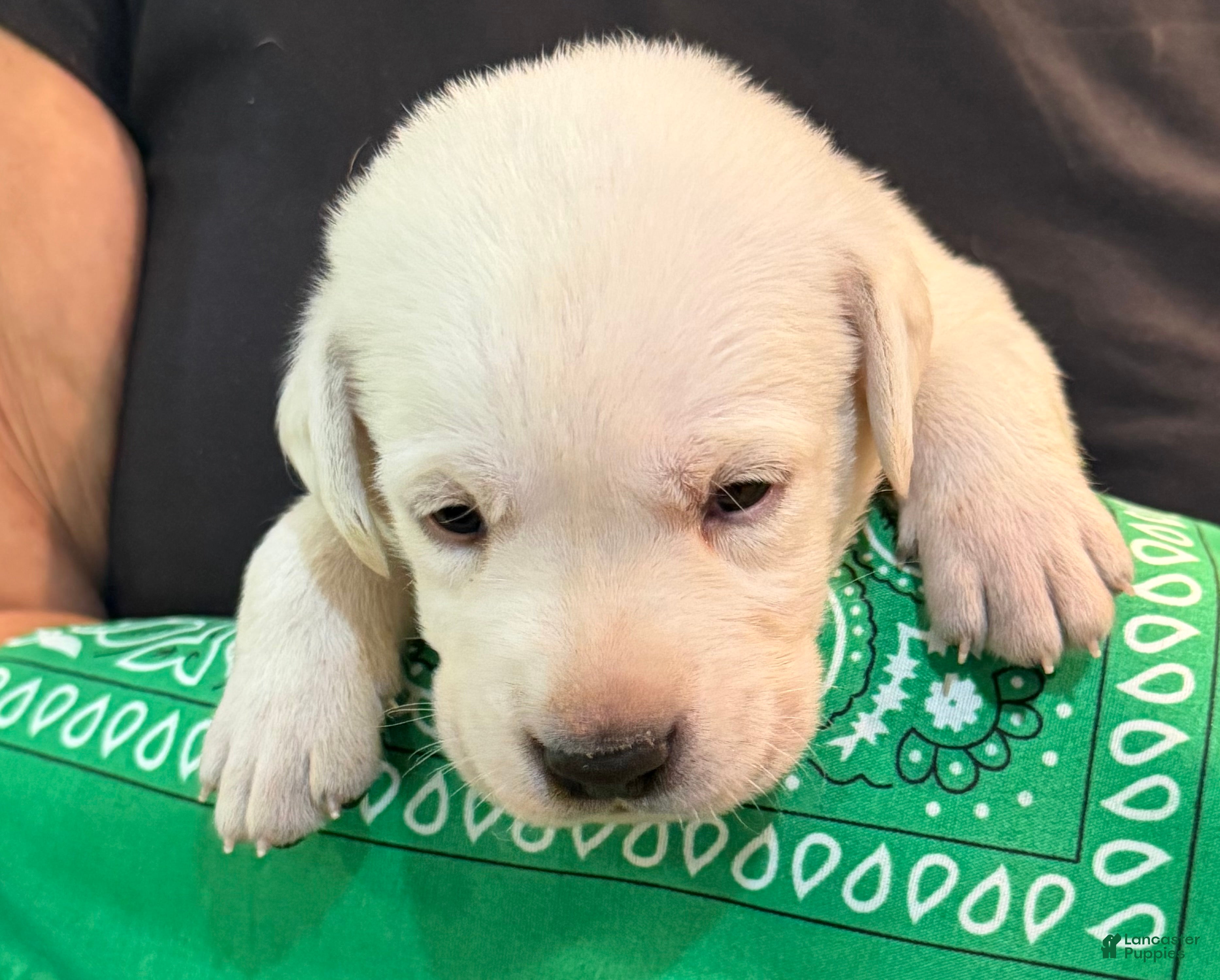 Labrador Retriever dogs Green - Ad 1