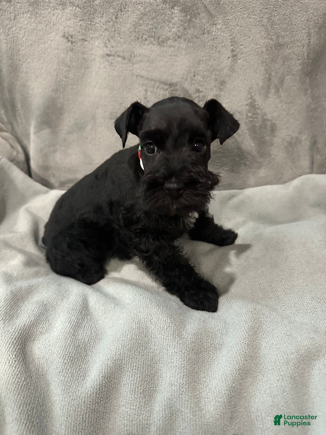 Miniature Schnauzer dogs for sale: Benny - Ad 1