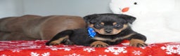 Rottweiler dogs for sale: Gunner - Ad 5