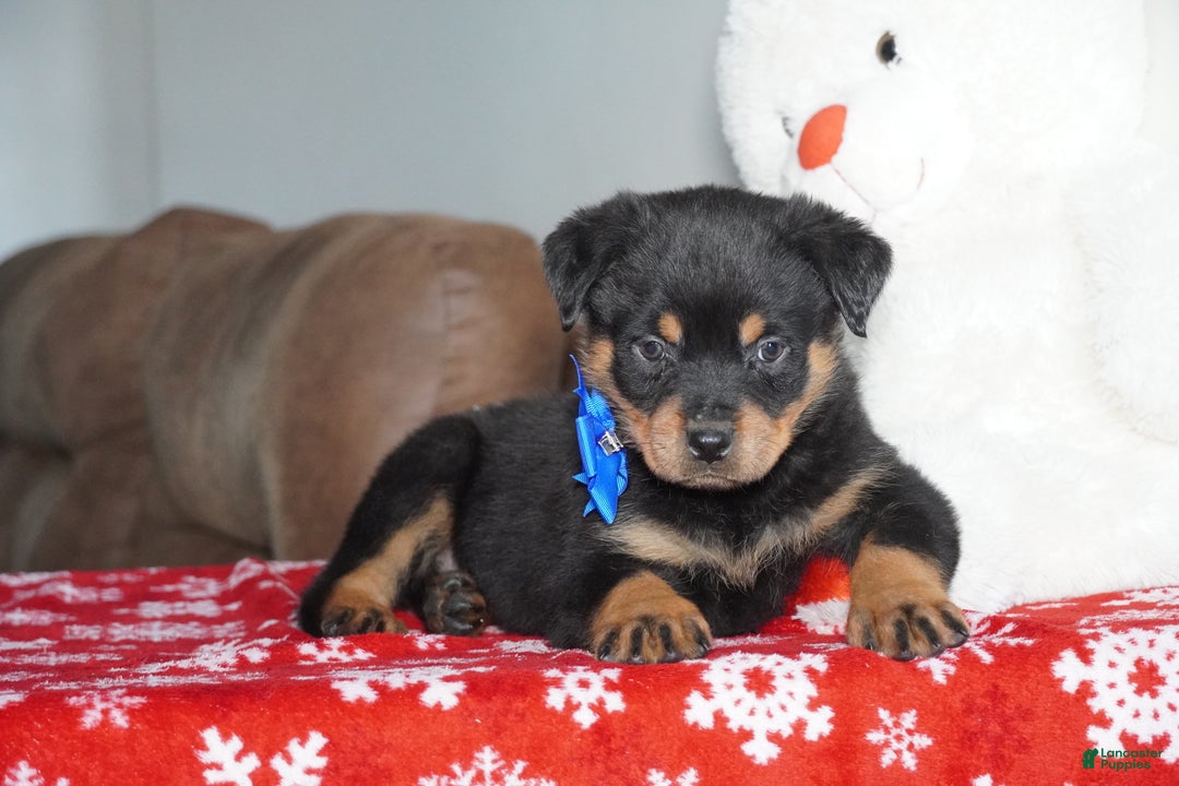 Rottweiler dogs for sale: Gunner - Ad 5