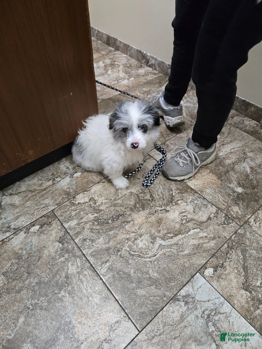 Mixed Breed dogs for sale: Mixed Breed Puppy 1 - Ad 3